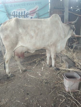 ગાય વેચવાની છે
