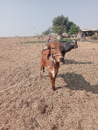 ગીર હોદકી ના સાટા કરવા ના છે