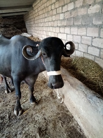 ભેંશ વેચવા ની છે.