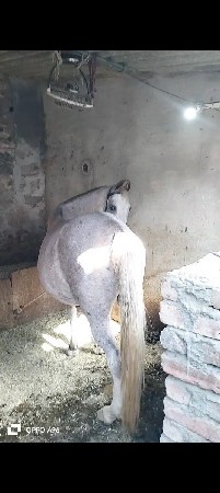 ધોડી ને વસેરી બેય હારે દેવાની છે