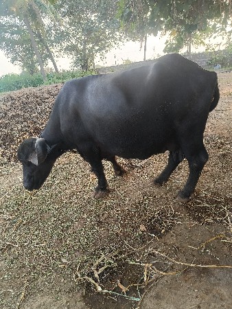 1 mahino ghabhan