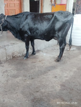 ગાય વેચવાની છે