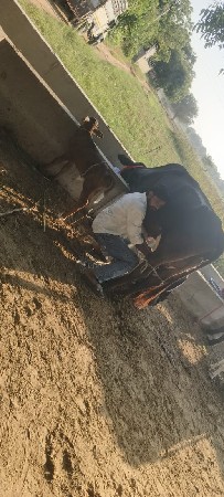 ત્રણ ગાય વેચવાની છે