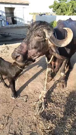 ભેંસ વેચવાની છે