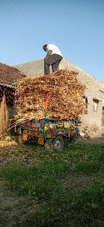 જુવારનો ચારો વેચવાનો છે