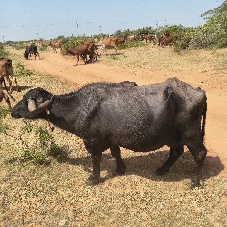 ભેસ વેચવાની છે