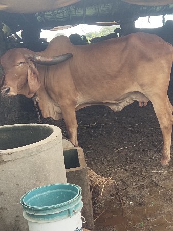 સ્વર્ણ કપિલા ગાઈ દેવાની સે