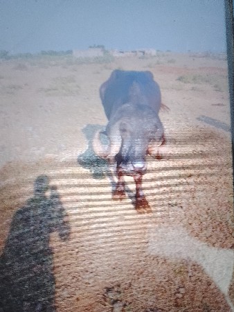 પાડો વેચવાનો છે