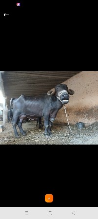 ભેંસ વેચવાની છે