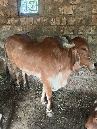 ગાય વેચવાની છે