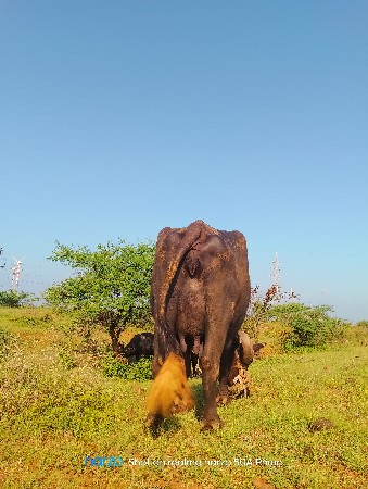 વેચવાની છે