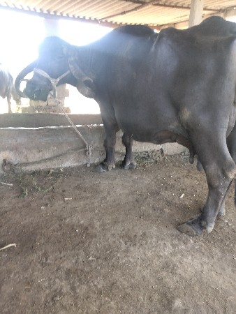 ભેંસ વેચવાની છે