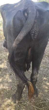 આ ભેંસ વેચવાની છે