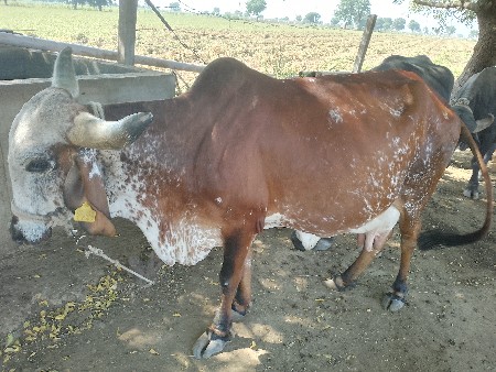 ગાય વેચવા ની છે