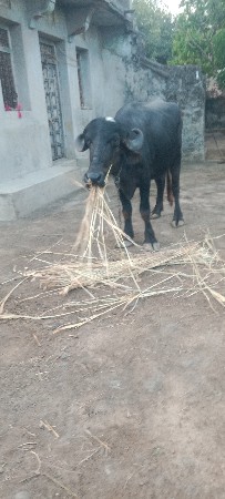 ખડેલી વેચવાની છે