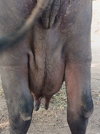 ભેંસ વેચવાની છે