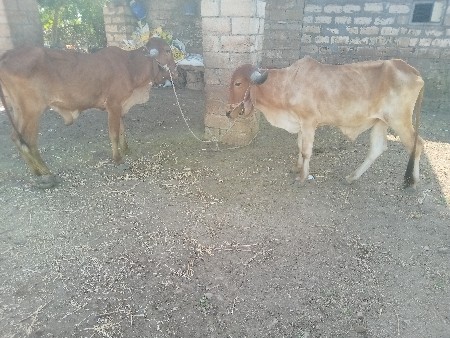ગોઢલા વેચવાના છે