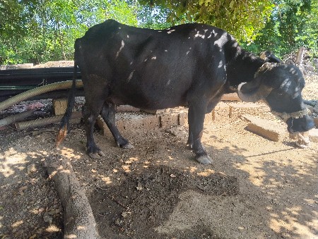 ભેસ