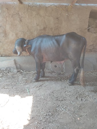 પાડો વેચવાનો છે