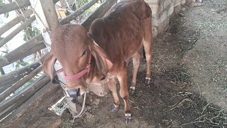 ગીર વાસડી આપી દેવાની સે