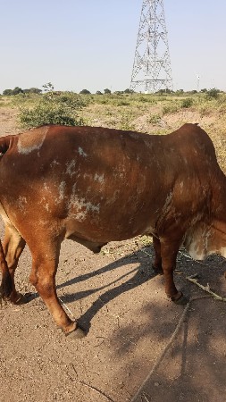 ગોઠલા વેચવા ના છે
