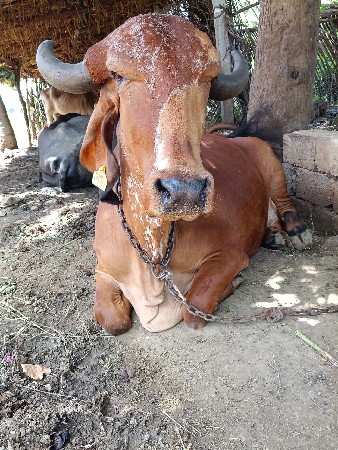 ગાય વેચવાની છે