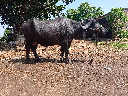 વેચવાની છે