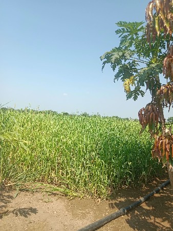 જવાર