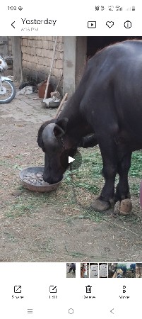 ભેસ