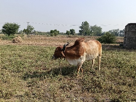 3 ધર ના છે સાવ સોજા છે