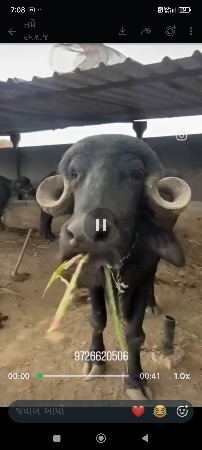બે. ખડૈલાદેવાનાછે