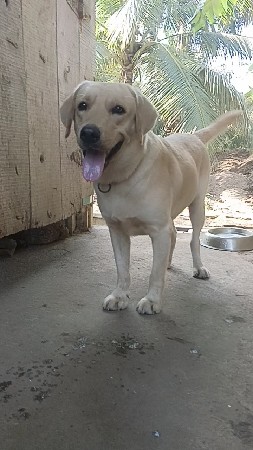 લેબરા મેલ