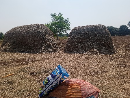 માંડવી નો ભૂકો વેચવાનો છે