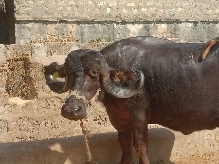 ભેસ વેચવા ની