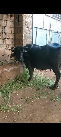 આ ભેંસ વેચવાની છે
