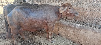 ભેંસ વેચવાની છે