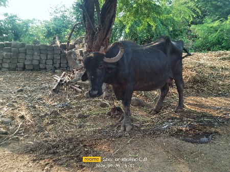 ભેંસ વેચવાની છે