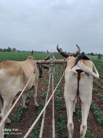 ગોઢલ