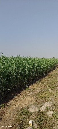 જુવાર વેચવાની છે.