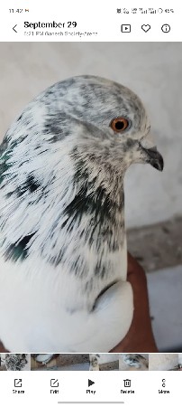 બજાર ની જોડી વેચવાની છે
