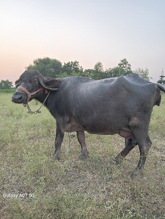 ભેંસ વેચવાની