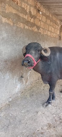ભેંસ વેચવાની છે