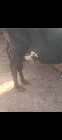 ક્રોસ ગાય વેચવાની છે