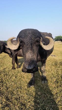 આ ખડેલા વેચવાના છે ટોટલ જવાબદારી