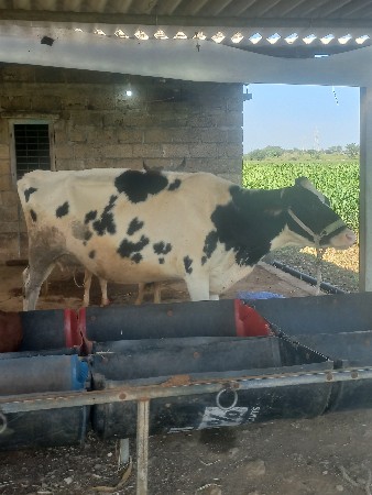 9મહીનો બધીજબાદારી હોડકી છે