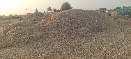 સોયાબીન નો પાલો  19 વિઘા નો