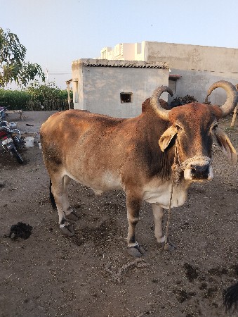 બળદ દઈ દેવાના છે
9574265461
