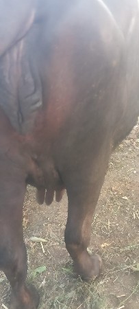ત્રીજા વેતર ની ખડેલી વેચવાની છે