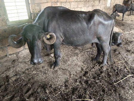 ભેંસ વેચવાનું છે