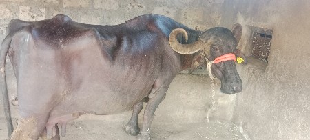 ભેશવેશવાનીછેશોથુવેતરવિયાણી